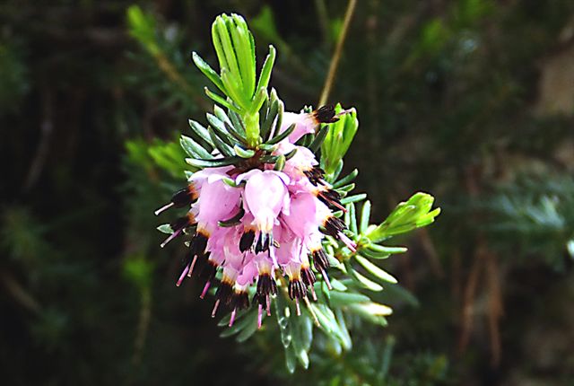 Erica carnea